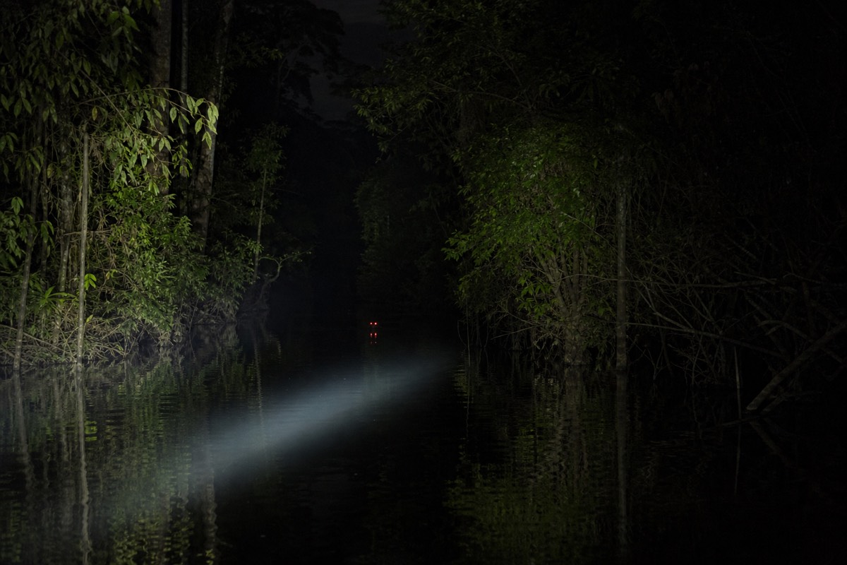 A guide's spotlight catching the red eyeshine of a caiman on an Amazon night walk near Iquitos