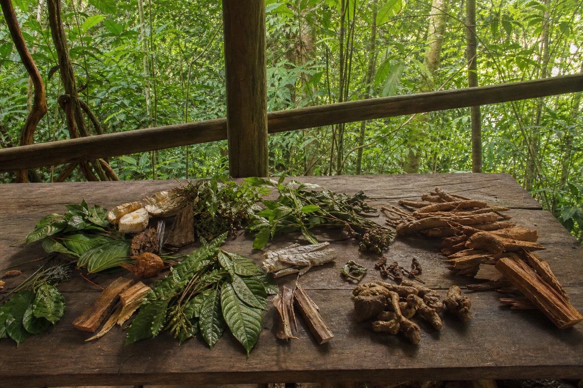 Medicinal plants, bark and vine cuttings laid out on a wooden table, traditional ingredients used in ayahuasca ceremonies in Iquitos