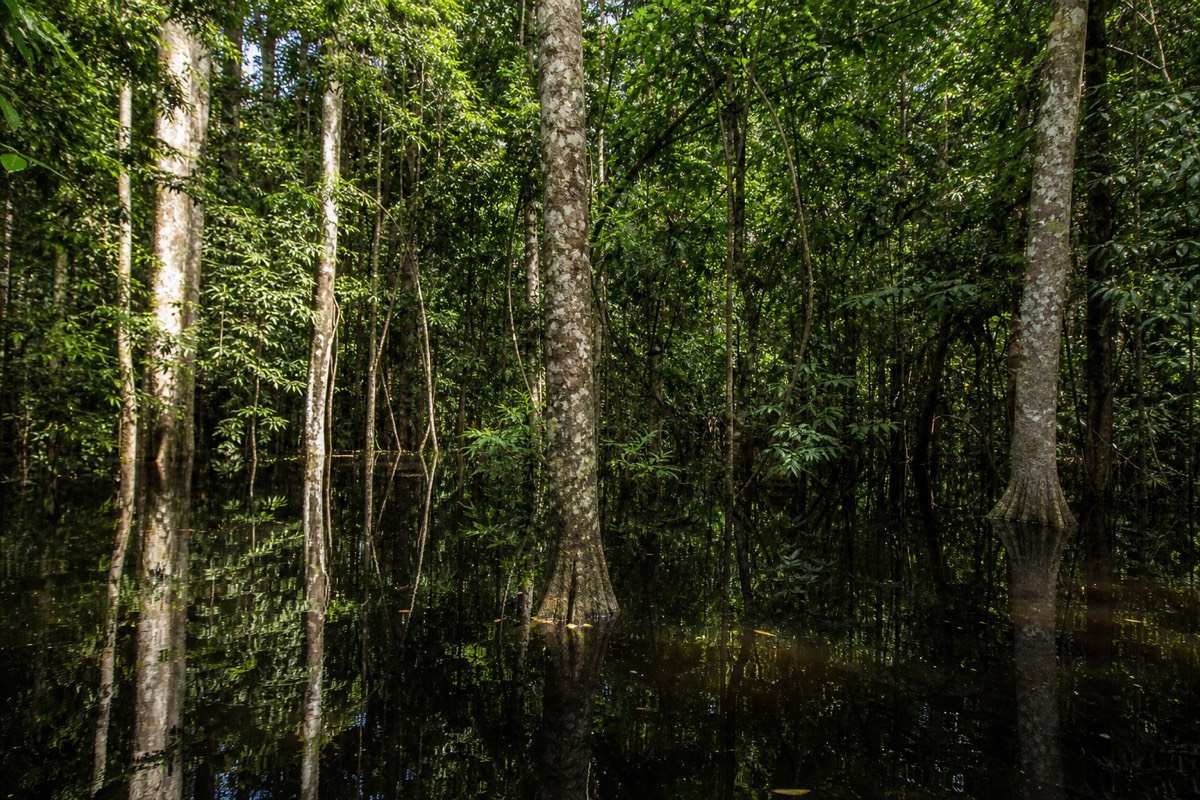 The flooded varzea forest inside Pacaya-Samiria National Reserve, reached on Iquitos Amazon tours