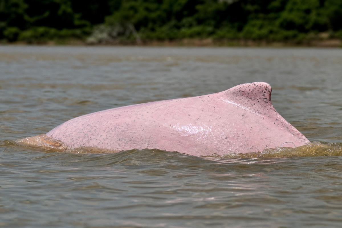 Pink river dolphin surfacing on an Amazon tributary near Iquitos Peru