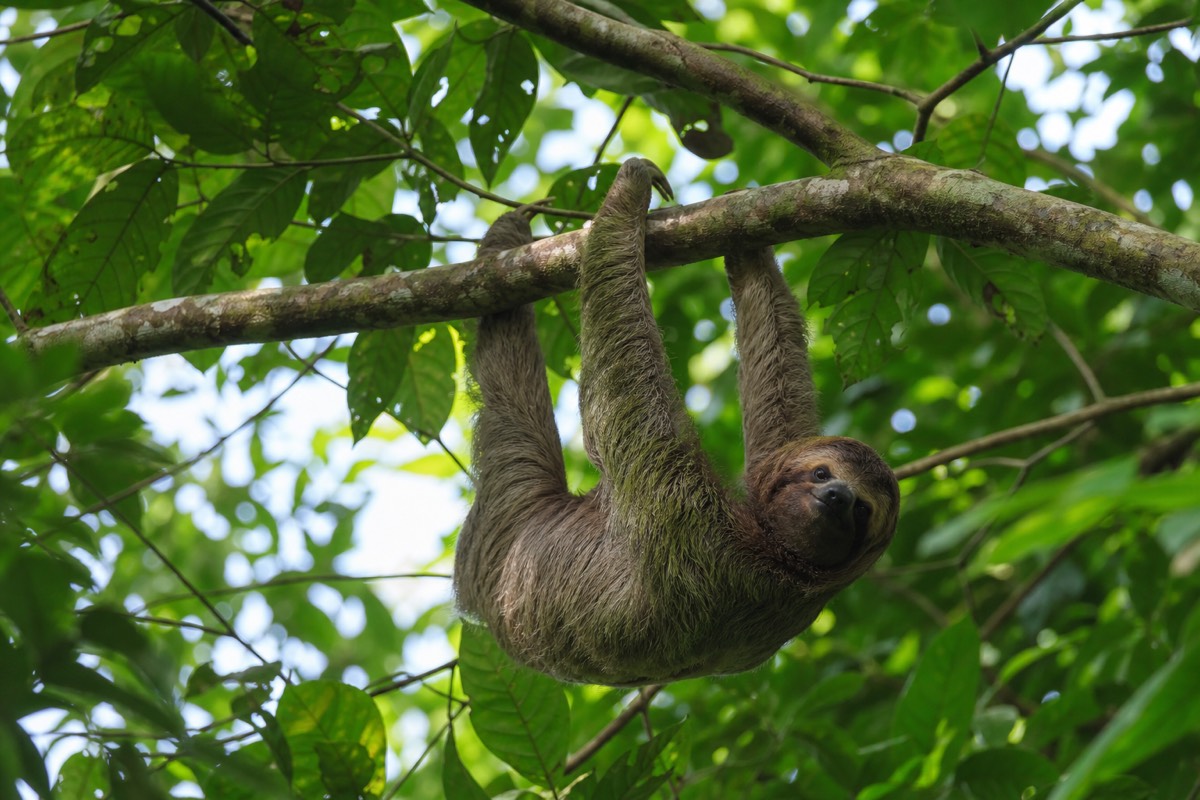 A two-toed sloth resting in the rainforest canopy, a strong maybe for wildlife spotting near Iquitos