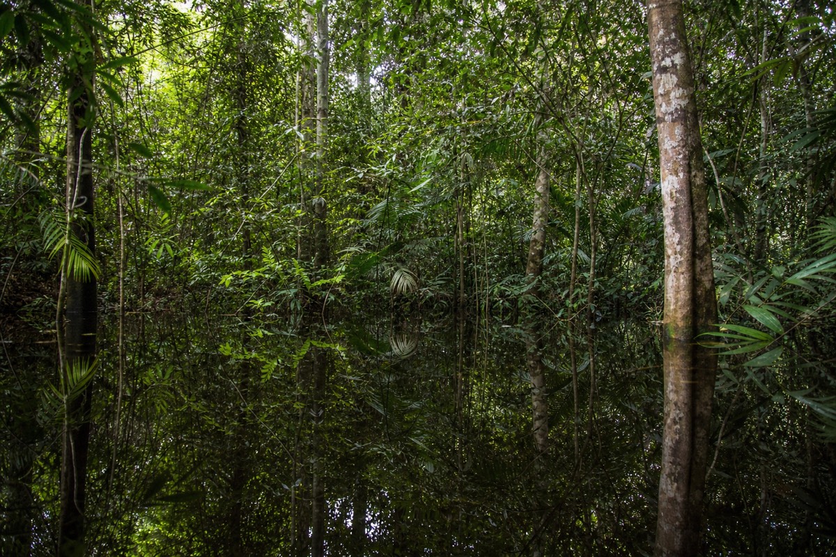 Flooded varzea forest mirrored in calm water while visiting Iquitos Peru reserves