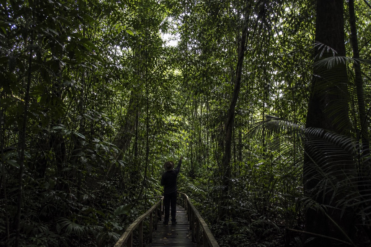 A naturalist guide stands at a distance on a jungle trail, exemplifying an ethical Amazon tour operator