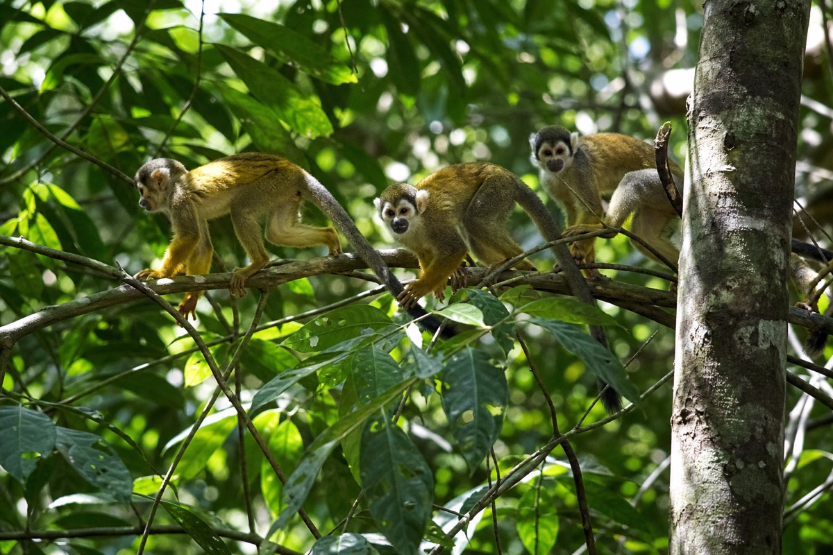 Squirrel monkeys moving through the canopy on a day tour to see pink river dolphins in the Peruvian Amazon