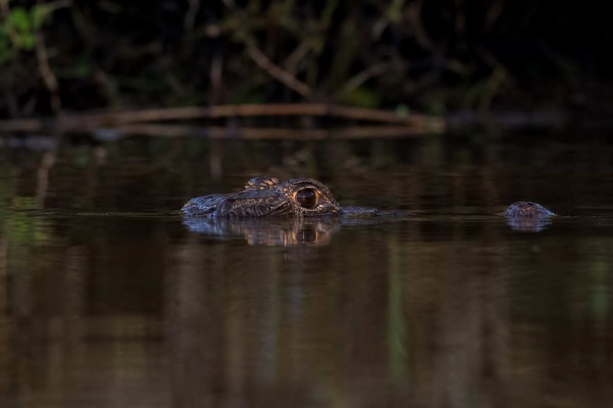 A spotlight beam picks out caiman eye-shine on a night excursion, a favorite among Amazon tours from Iquitos