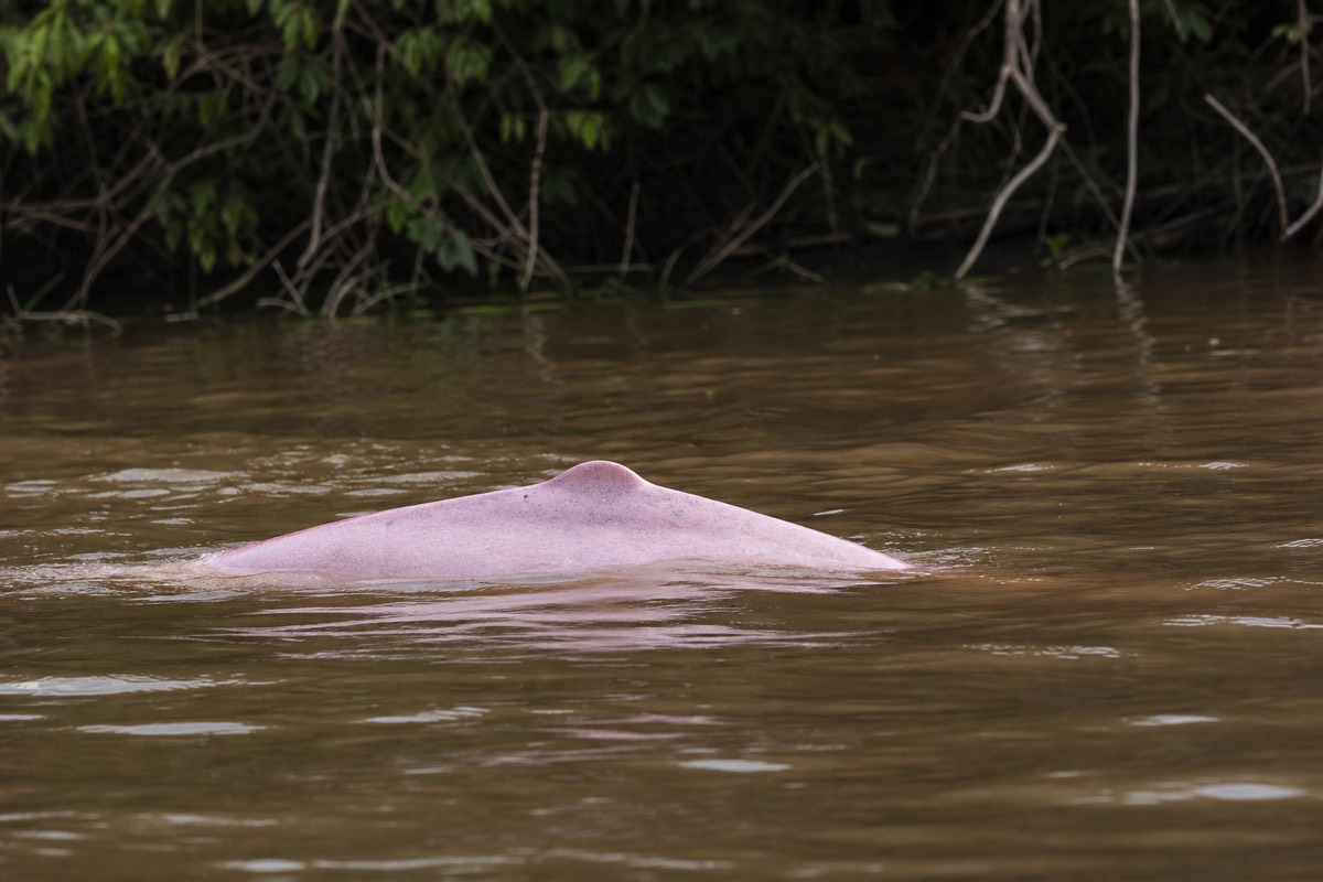 A pink river dolphin surfacing on an Amazon tributary, a common sight on Amazon tours from Iquitos