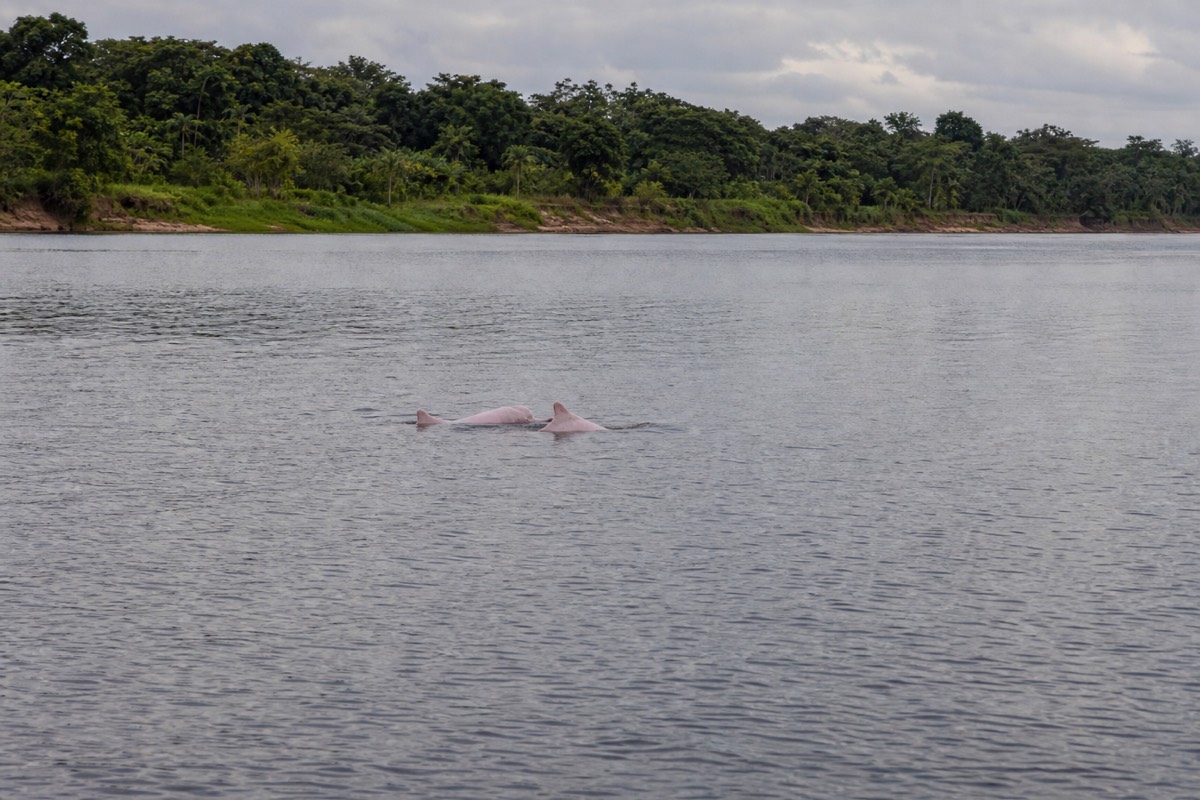 Two pink river dolphins surfacing far out on an Amazon tributary, a sight worth planning your days needed in the Iquitos Amazon around
