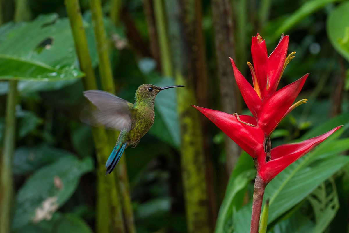 A hummingbird feeding at a flower in the rainforest near Iquitos, a highlight of things to do in Iquitos