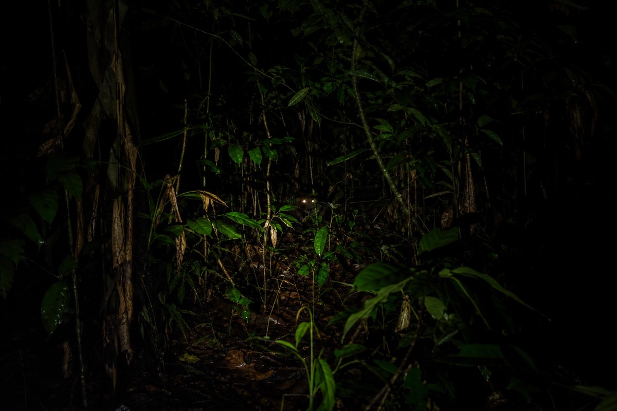Caiman eye-shine caught in a spotlight beam on a night outing to find Amazon wildlife near Iquitos