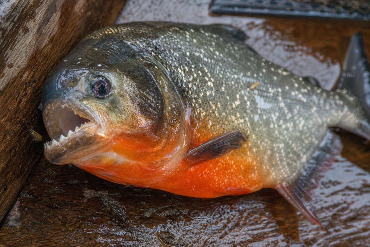 Hand line baited for piranha fishing in the Amazon, held over the edge of a canoe