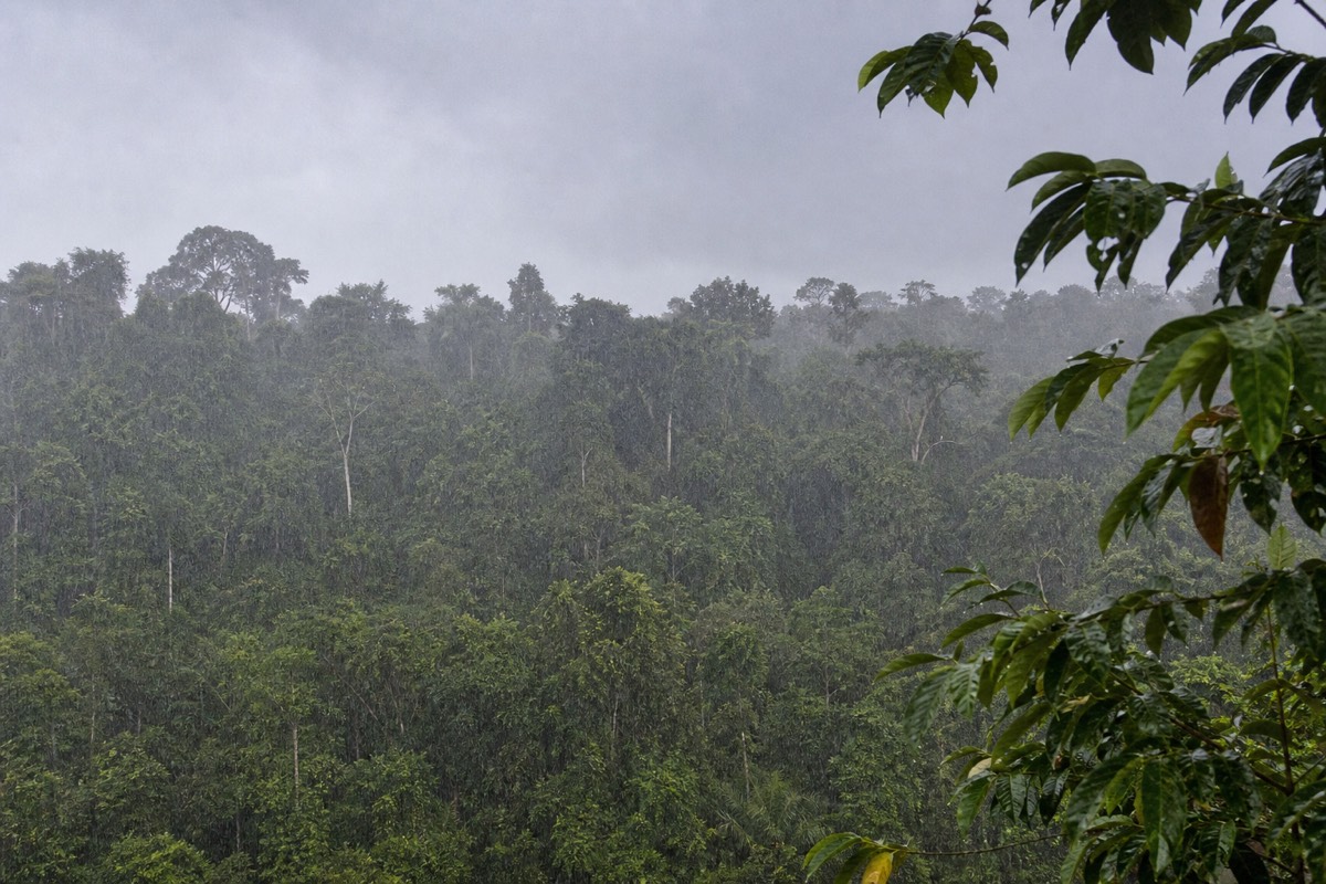 Rain falling through the forest canopy in the Peruvian Amazon near Iquitos, a scene seen on Iquitos Amazon tours