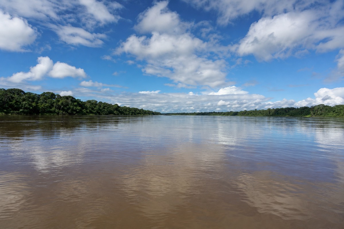 Amazon forest scenery