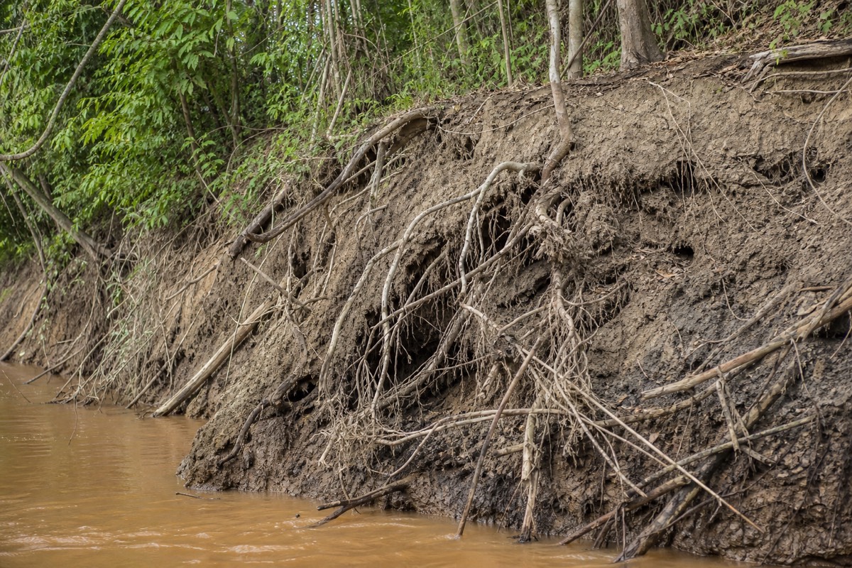 Tree roots exposed by riverbank erosion in the Peruvian Amazon near Iquitos, as a Belen Market guide might explain