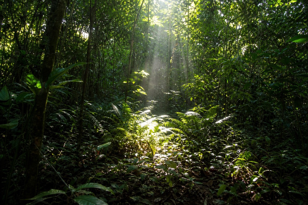 Dense Peruvian Amazon rainforest stretching near Iquitos Peru along the river