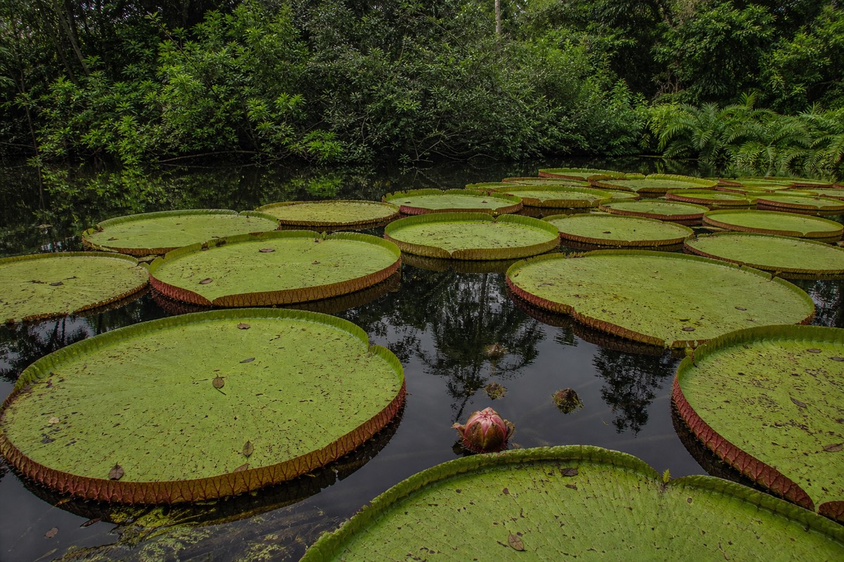 Water lily pads on a calm stretch of the Peruvian Amazon near Iquitos